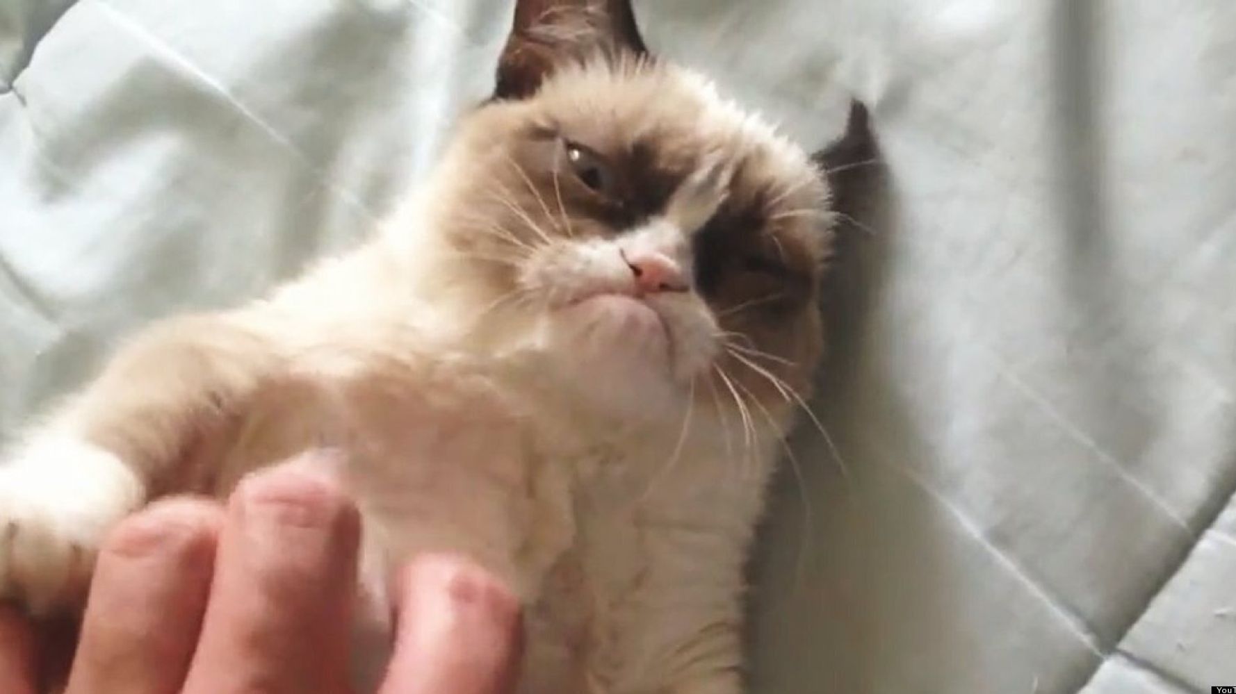 World's Grumpiest Cat Sensation (VIDEO) HuffPost UK