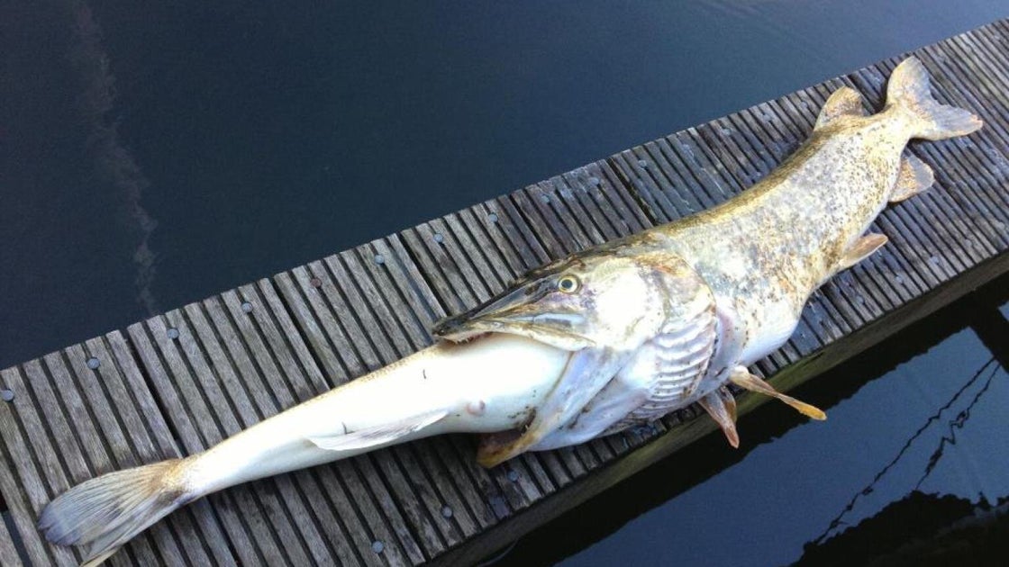 Zar Fish zander fish