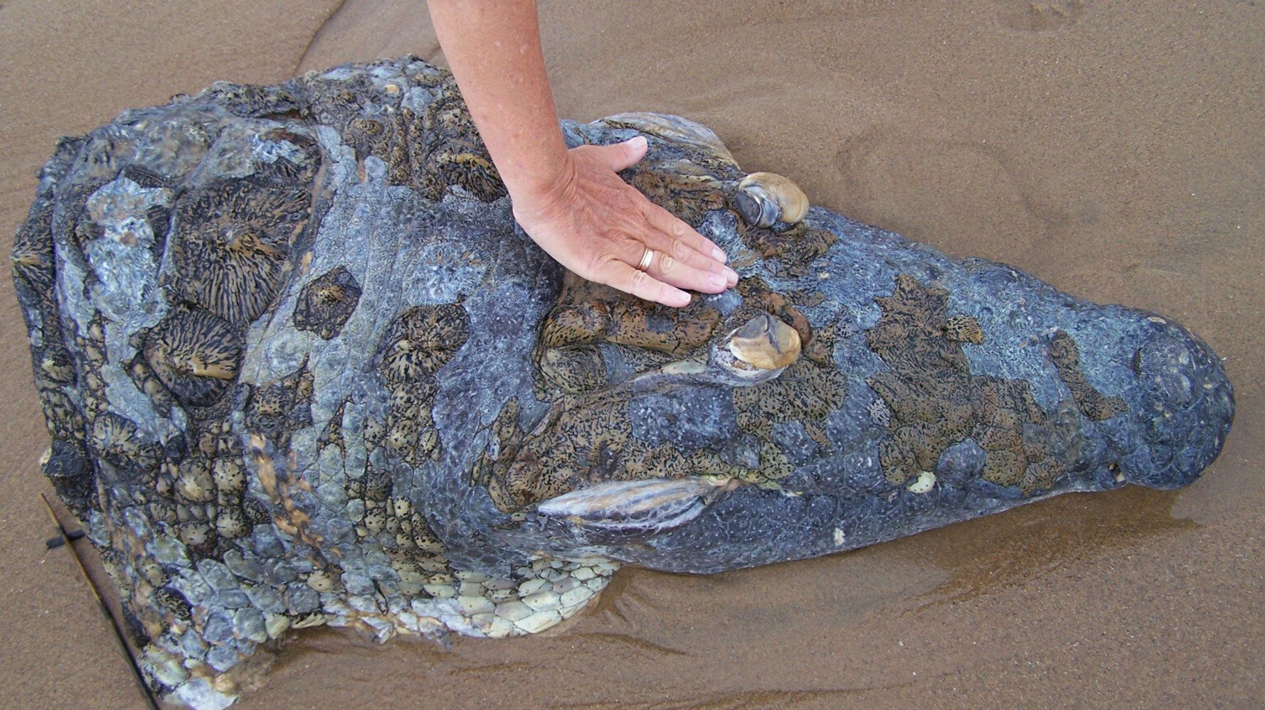 Was Giant Crocodile Killed By Huge Shark? Head Washes Up On South African  Beach (PICTURES) | HuffPost UK News