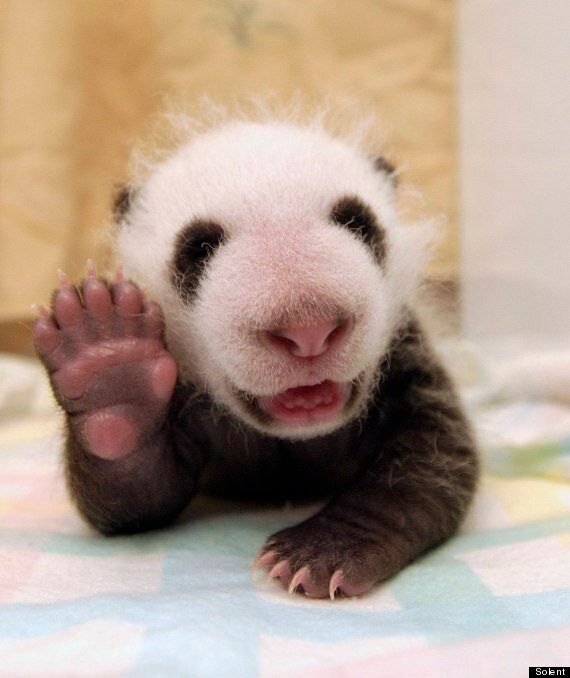 Baby Panda Photographed Waving At China S Wolong Nature Reserve Huffpost Uk