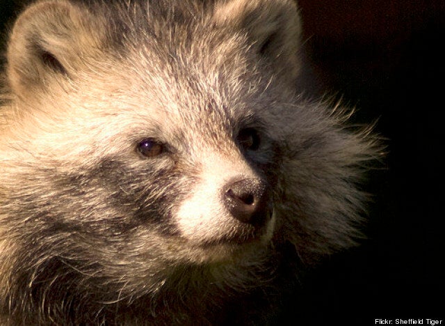 do raccoon dogs bark