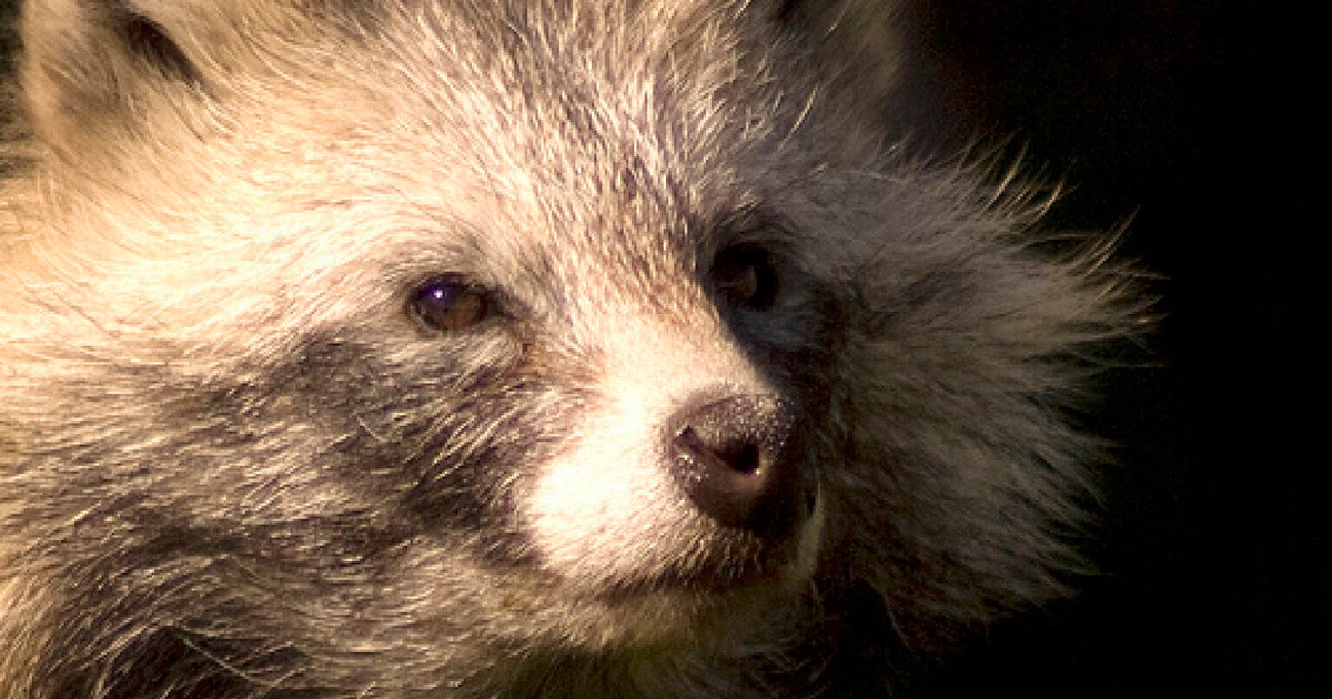 Raccoon Dogs Baffle Residents In Brecon, Mid Wales (VIDEO) | HuffPost