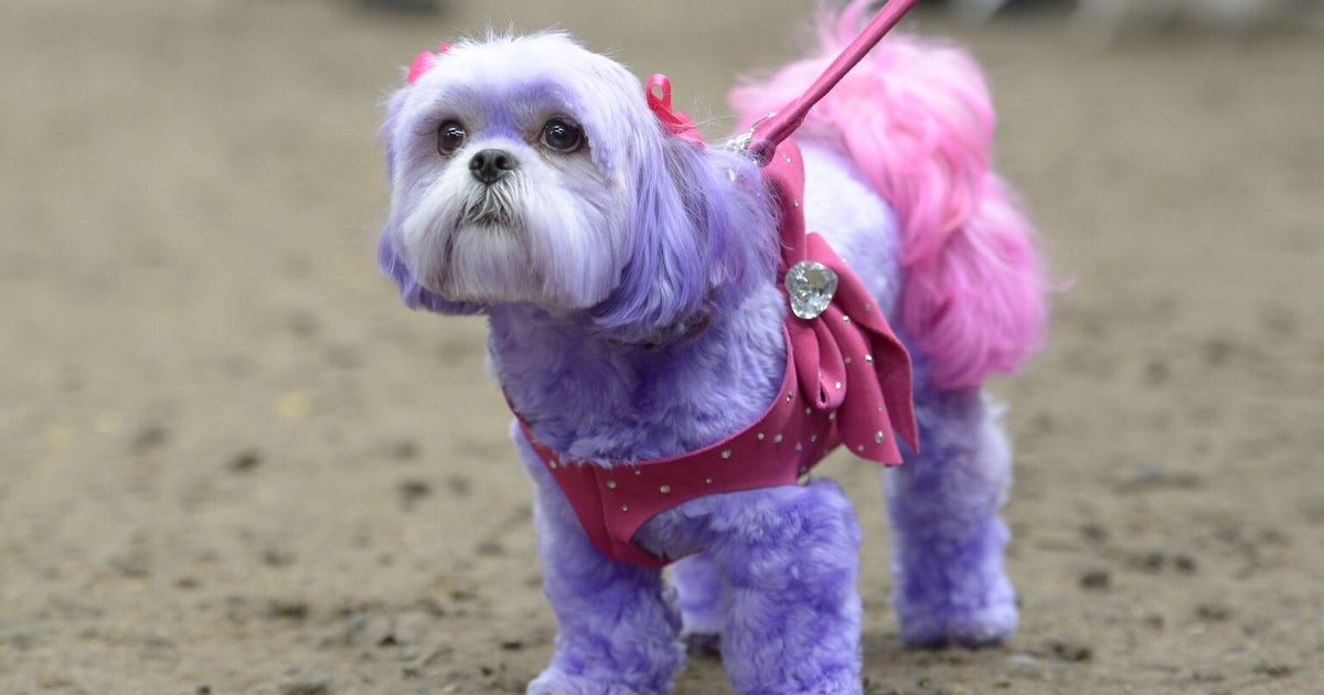 'Diva Dogs Day' Sees Pooches Parade In Fancy Dress (PHOTOS) HuffPost