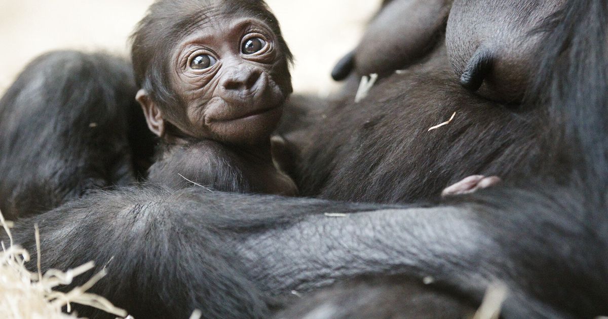 Baby Gorilla Charms The World At Prague Zoo (PICTURES) | HuffPost UK News