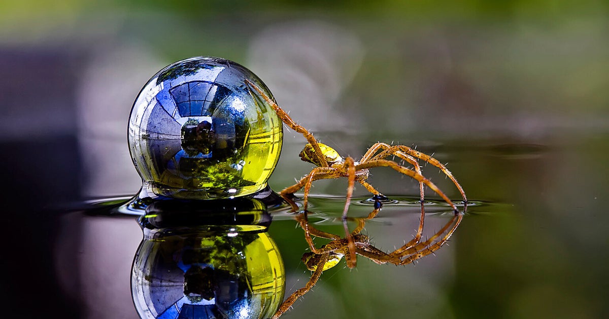Insects Walking On Water Crystal Clear Photos From Nunu Rizani's Dewy Garden (PICTURES