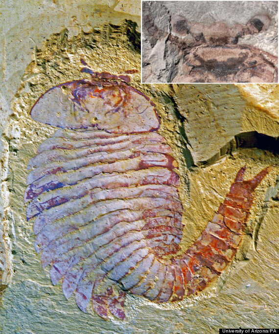 Earliest Evidence Of Complex Brain Found In 520-Million-Year-Old Fossil ...