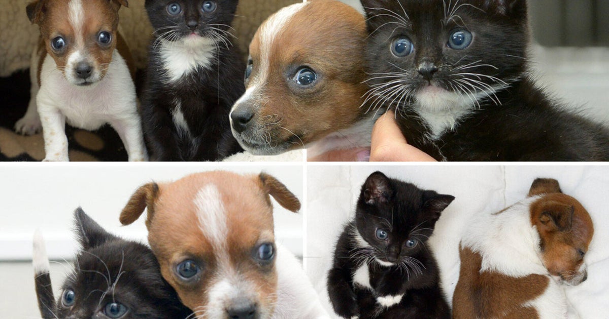 The Cutest Thing You'll See All Day Stray Puppy And Kitten Are Friends