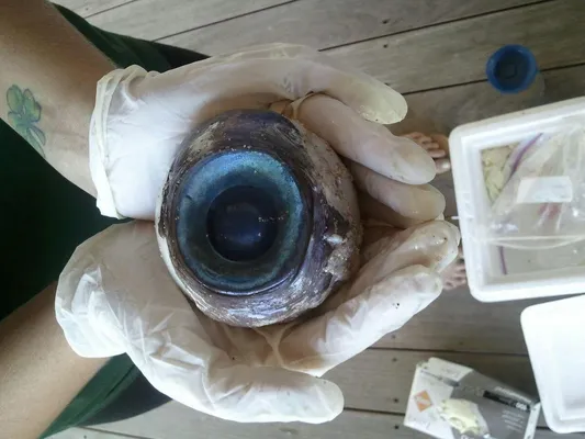 Giant eyeball mystery solved