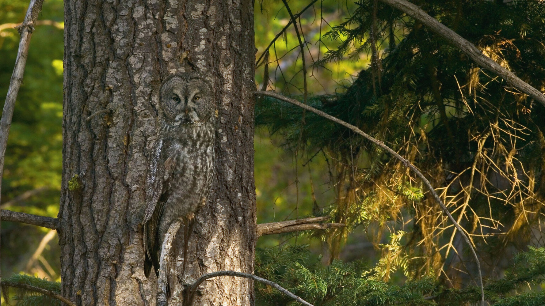 Art Wolfe's 'Vanishing Act' Captures Nature's Best Camouflages... If You Can See Them | HuffPost UK News Art Wolfe's 'Vanishing Act' Captures Nature's Best Camouflages... If You Can See Them | HuffPost UK News