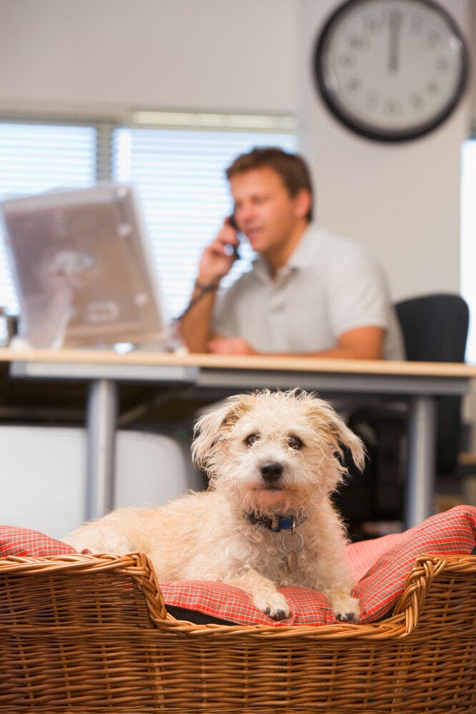 Bring Your Dog To Work