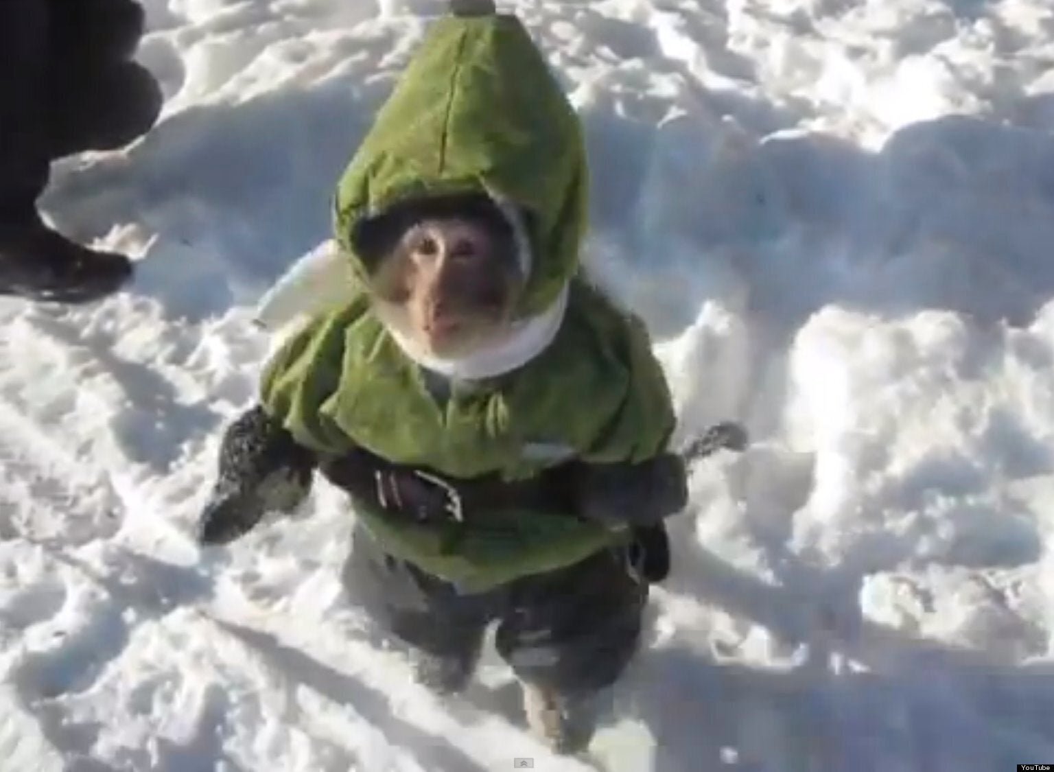monkey in coat