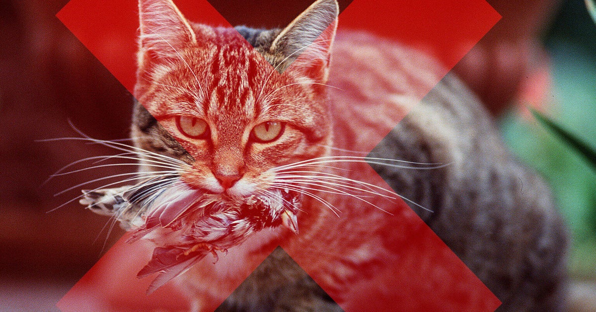 Cats Are Responsible For Killing Billions Of Animals In The US, Warn Scientists HuffPost UK News