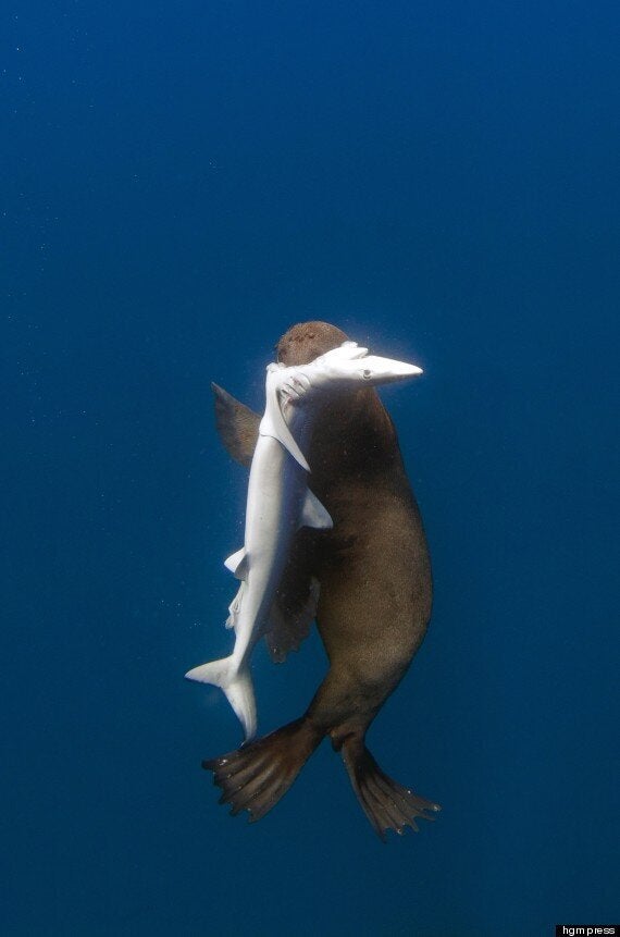 shark eating seal