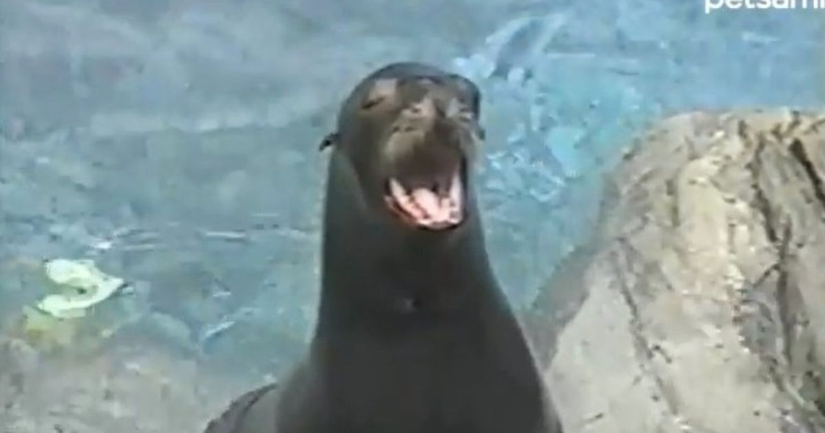Screaming Seal Really Wants To Get Your Attention Video Huffpost Uk Comedy