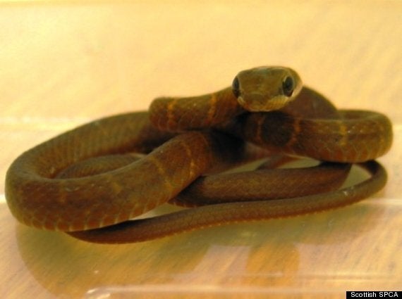 Snake On A Plane At Glasgow Airport HuffPost UK