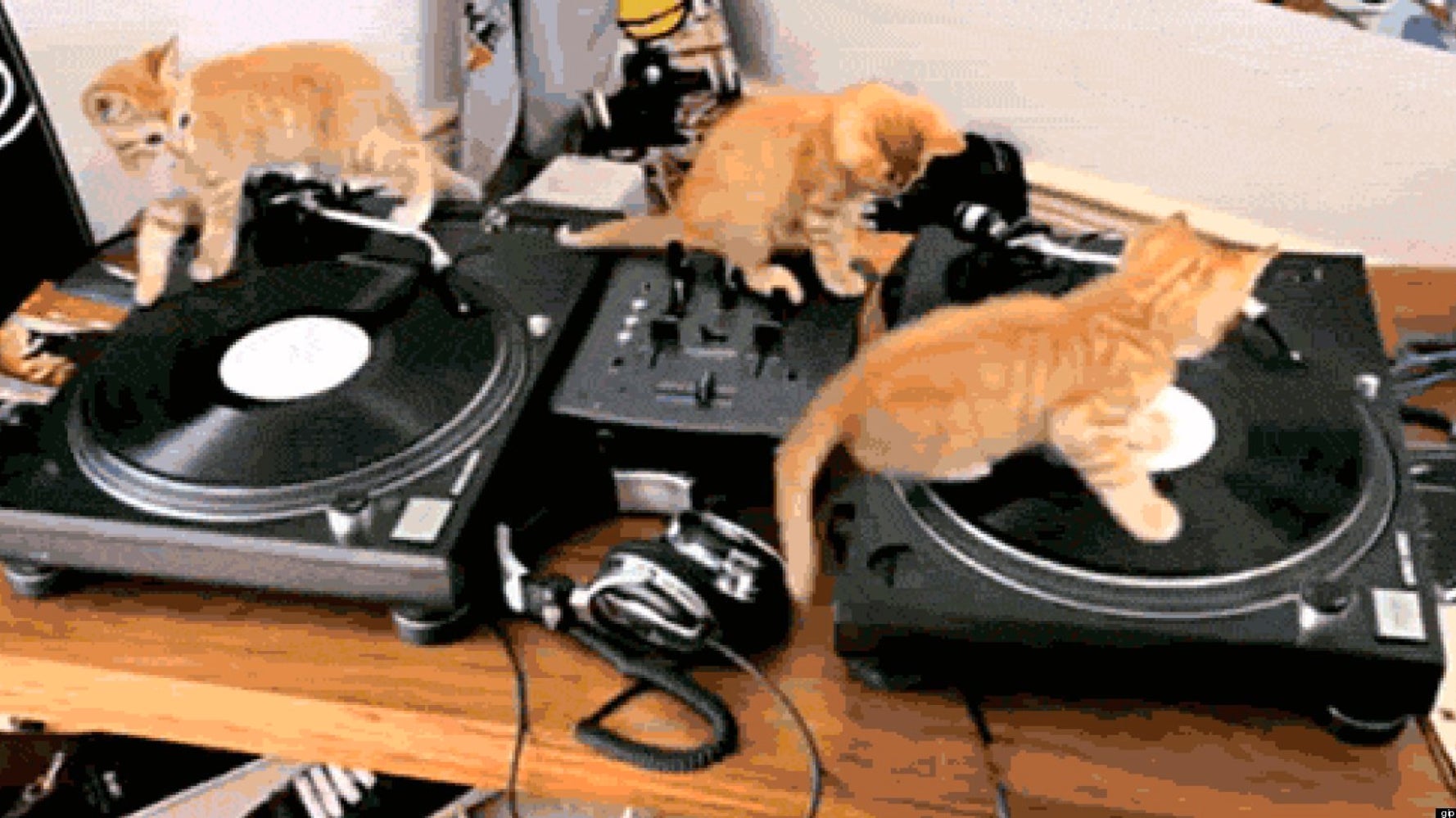 15 Cute Cat GIFs  HuffPost Entertainment