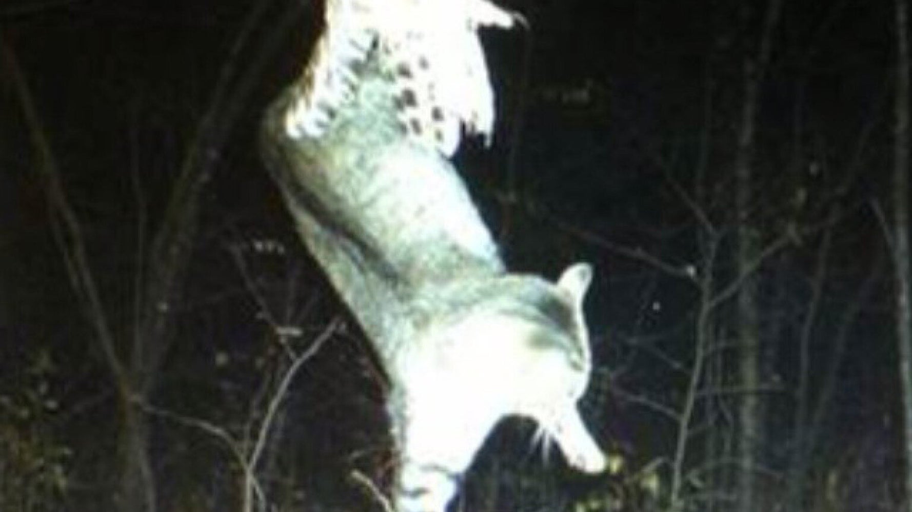 Amazing Photo Of Owl Catching A Cat To Eat (PICTURE) HuffPost UK News