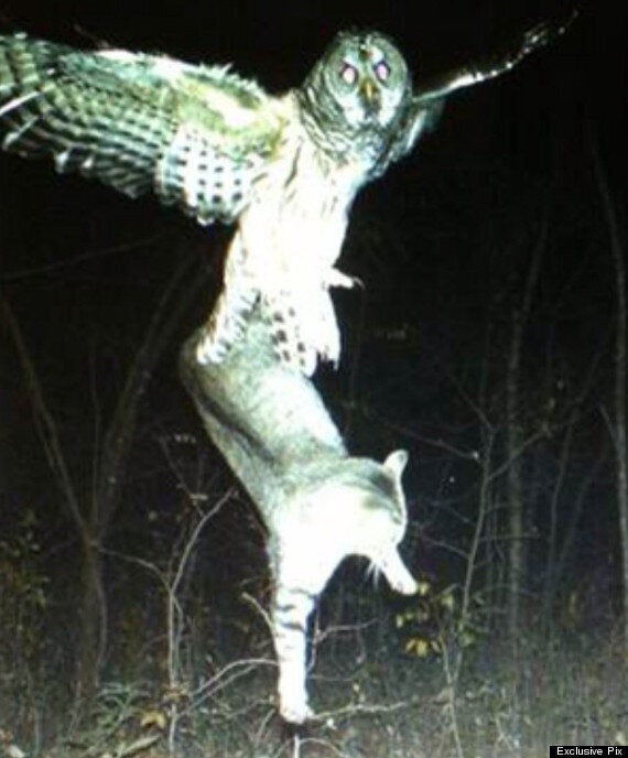 great horned owl eating cat