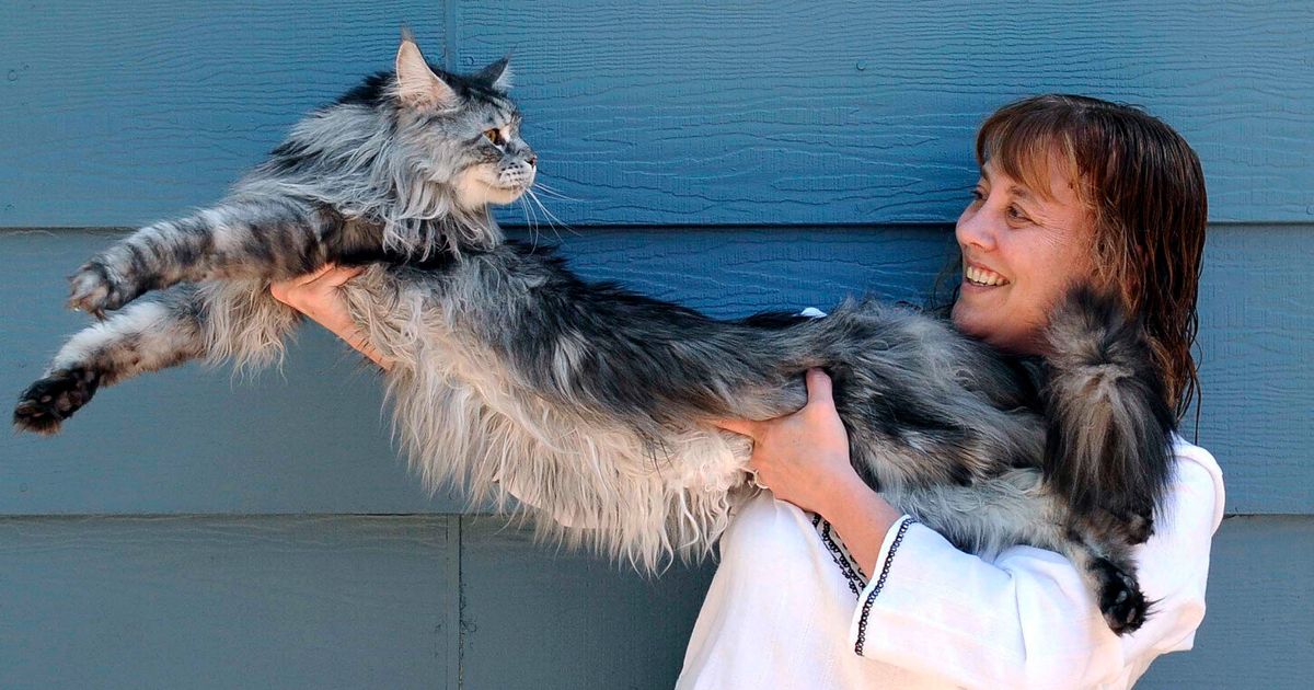 Maine Coon Stewie, World's Longest Cat Who Measured Over Four Feet, Dies Of Cancer In Reno