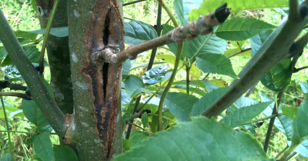 Disease Killing Ash Trees Leads Government To Call Crisis Meeting
