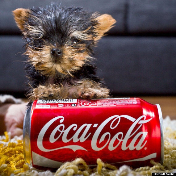 World's Smallest Coca-Cola