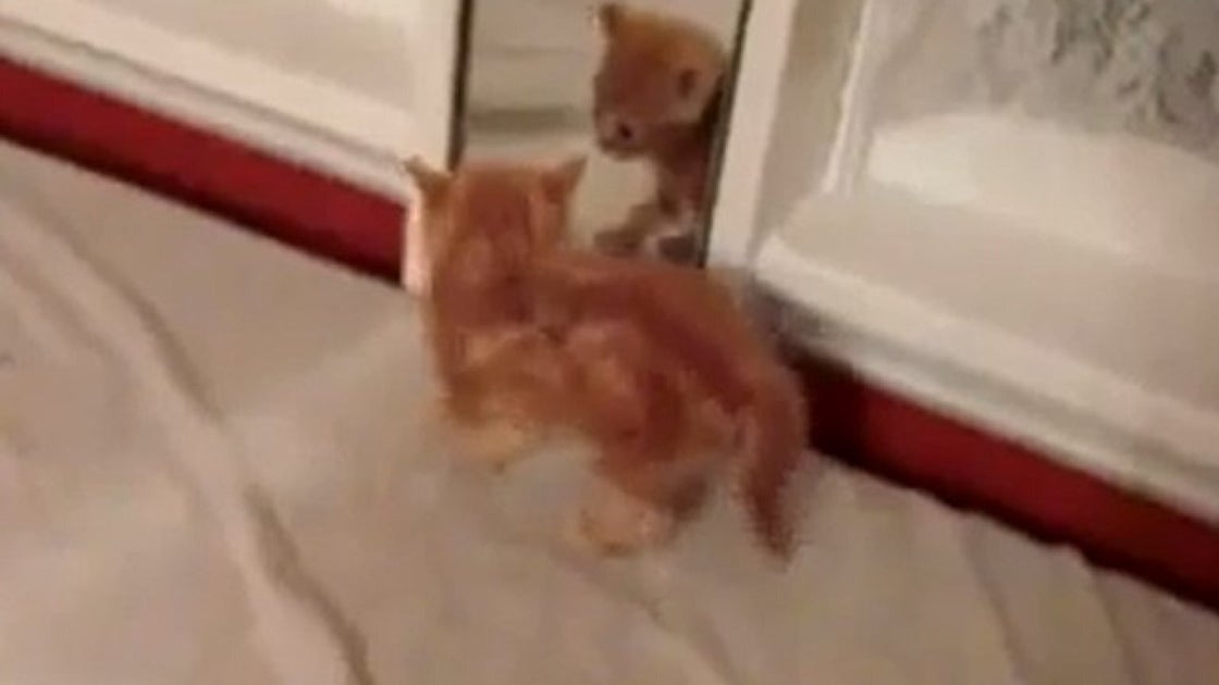 cat scared of reflection