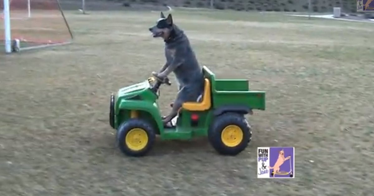 Dog Drives Himself To The Park (VIDEO) HuffPost UK Comedy