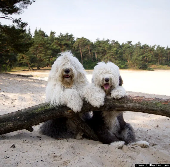 are old english sheepdogs polite with strangers