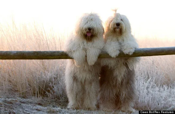 are old english sheepdogs polite with strangers