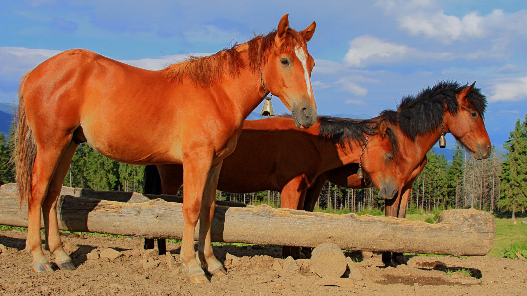 hold-your-horses-huffpost-uk-life