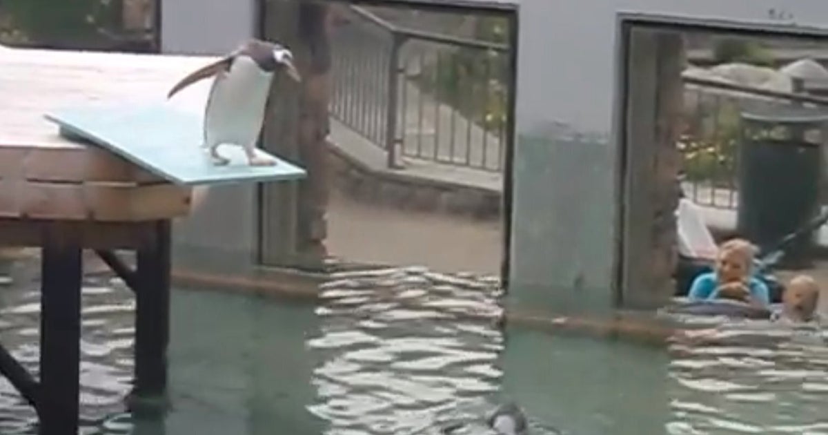 Penguin Is Scared To Go In Water (VIDEO) | HuffPost UK Comedy