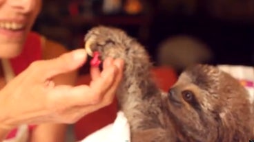 funny sloth videos funny sloth videos