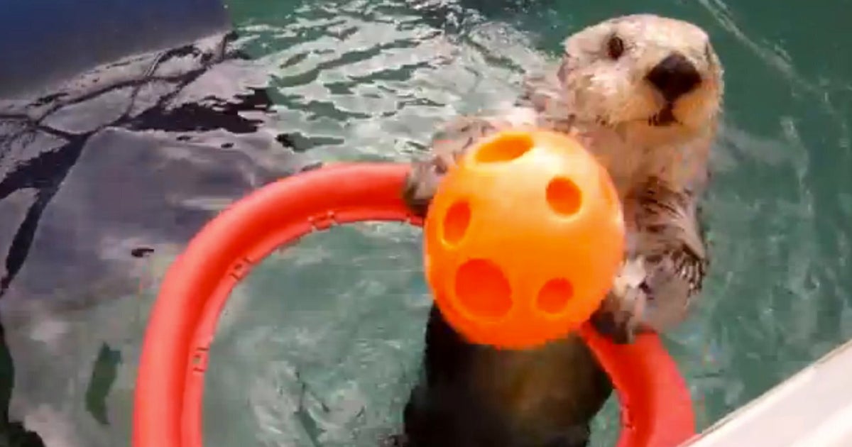 Arthritic Otter Plays Basketball At Oregon Zoo (VIDEO) | HuffPost UK News