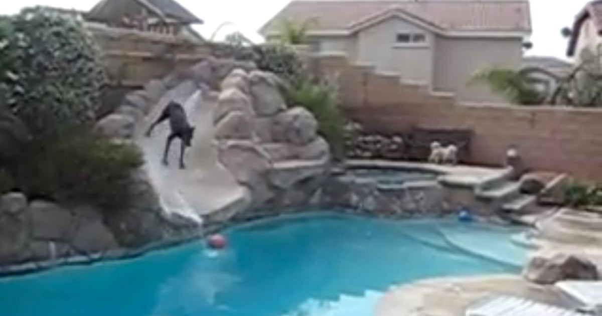 Doberman Goes On A Water Slide (VIDEO) HuffPost UK Comedy