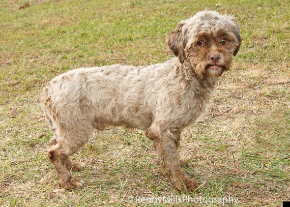 Peekapoo Dog Chuchi Looks Just Like Boardwalk Empire Star Steve