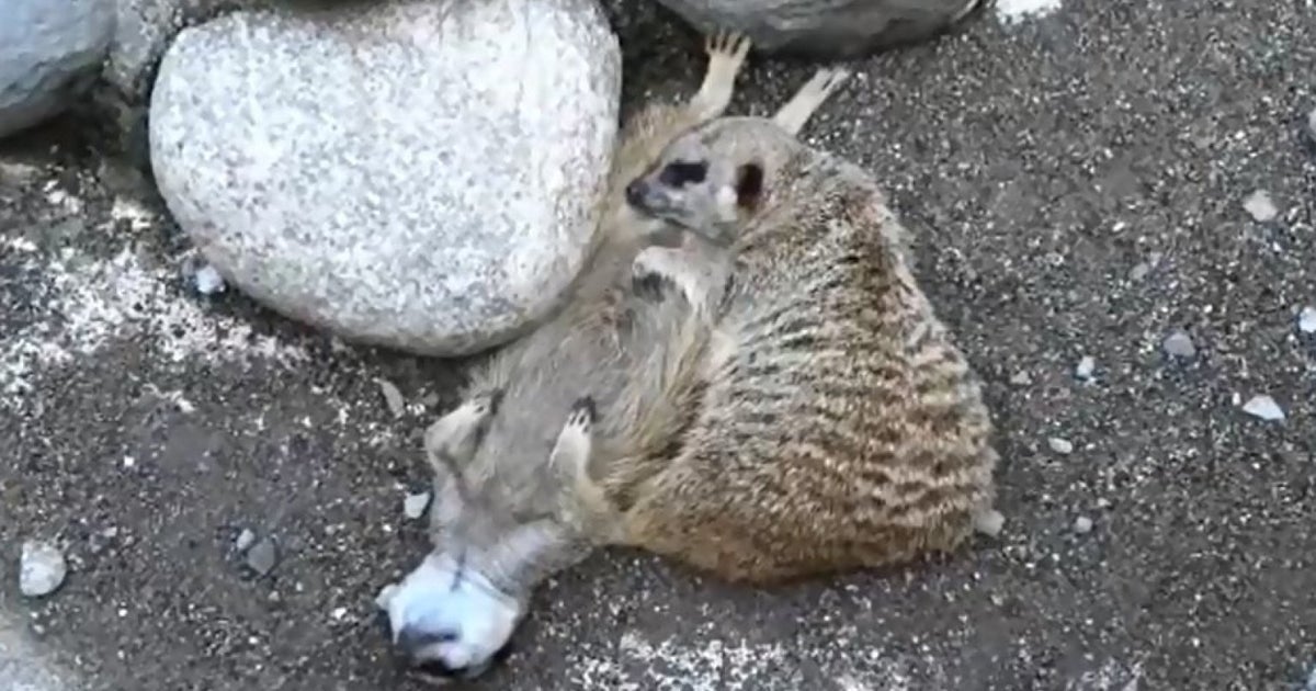 Cute Animal Video Of The Day: Sleeping Meerkats (VIDEO) | HuffPost UK