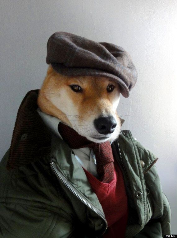 Menswear Dog Bodhi: Shiba Inu Wants You To Look As Stylish As He Does  (PICTURES) | HuffPost UK Comedy