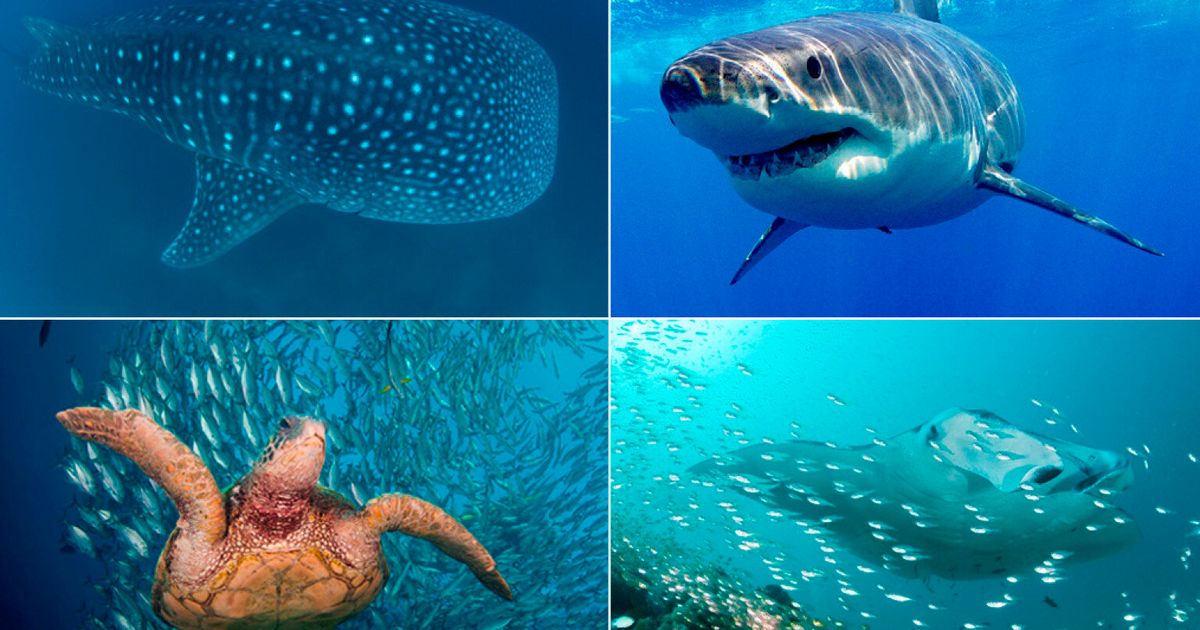 Marine Conservation Calendar Showcases Stunning Images Of Sharks