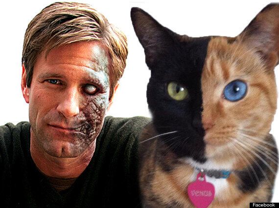 A Cat That Looks Like Batman & Another Masquerading As Two-Face: Felines  Renact Comic Book Franchise | HuffPost UK News