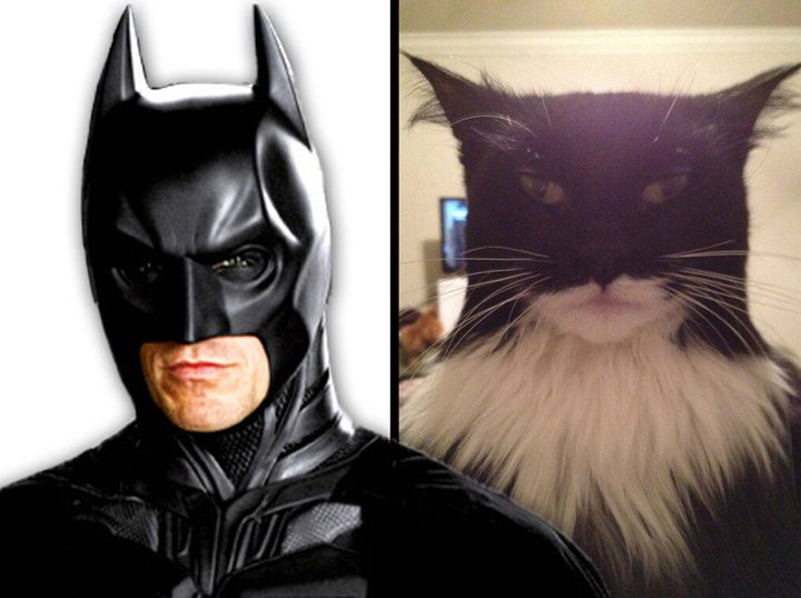 A Cat That Looks Like Batman & Another Masquerading As Two-Face: Felines  Renact Comic Book Franchise | HuffPost UK News