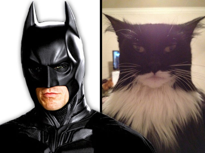 A Cat That Looks Like Batman & Another Masquerading As Two-Face: Felines  Renact Comic Book Franchise | HuffPost UK News