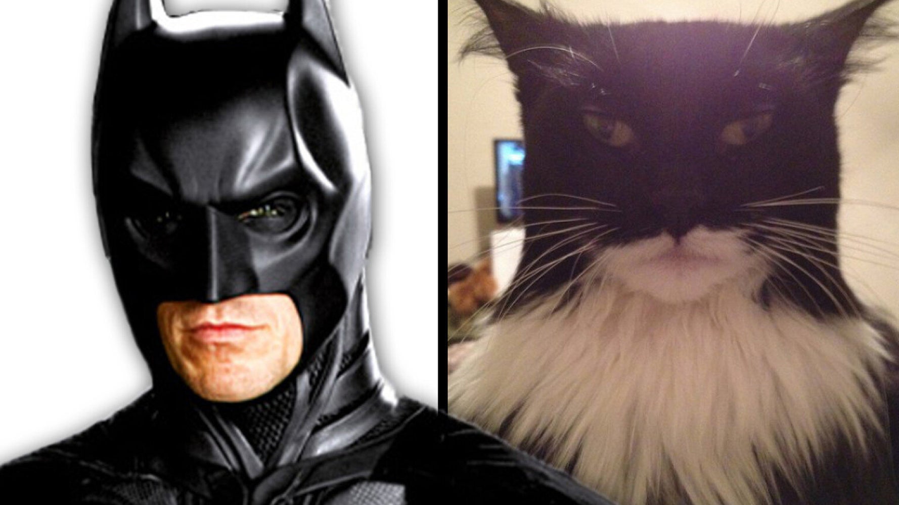 A Cat That Looks Like Batman & Another Masquerading As Two-Face: Felines Renact Comic Book Franchise | HuffPost UK News A Cat That Looks Like Batman & Another Masquerading As Two-Face: Felines Renact Comic Book Franchise | HuffPost UK News