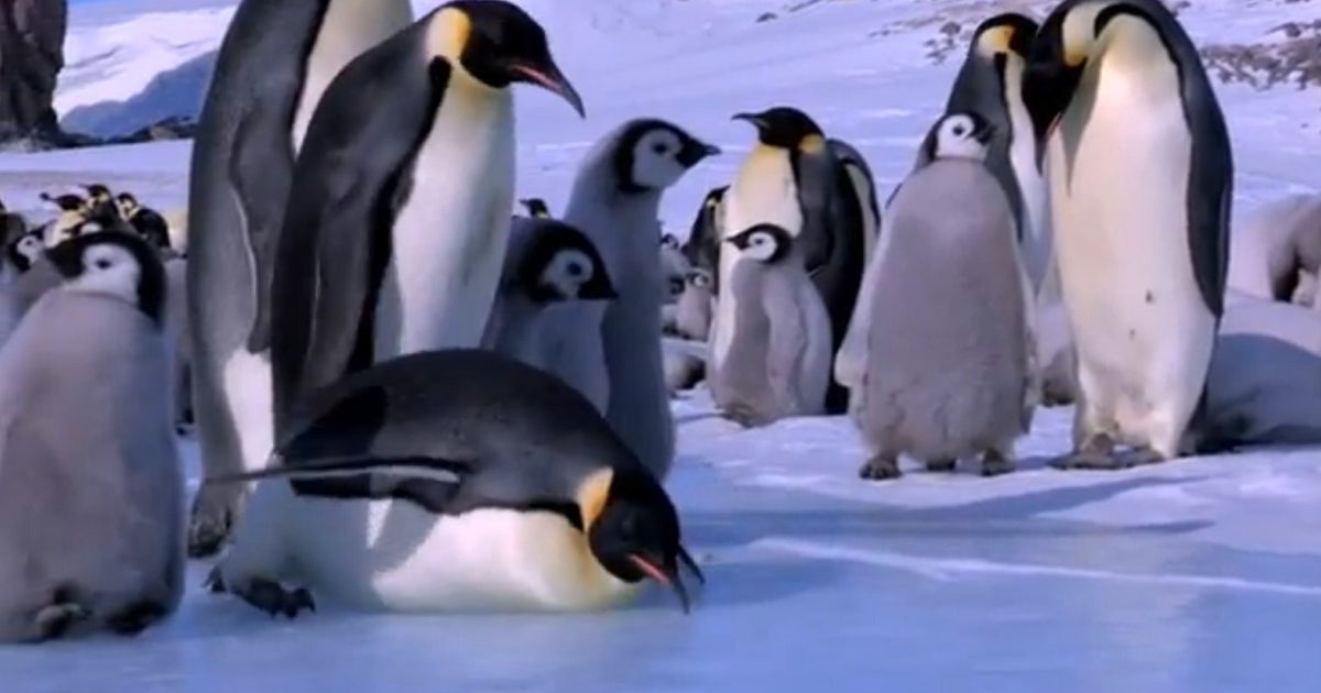 BBC Penguins - Spy In The Huddle: The Blooper Reel (VIDEO) | HuffPost