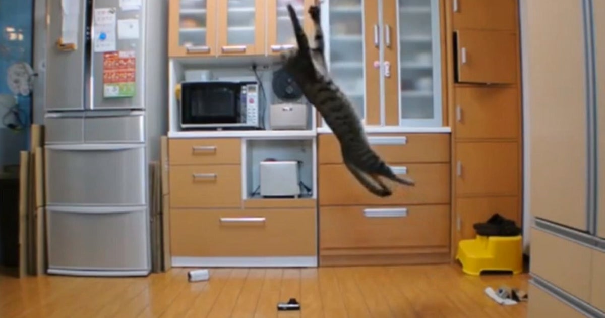 Cat's Amazing Teddy Bear Catch (VIDEO) HuffPost UK Comedy