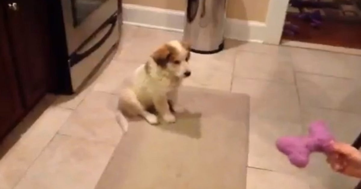 Puppy Plays Catch For First Time VIDEO HuffPost UK Comedy