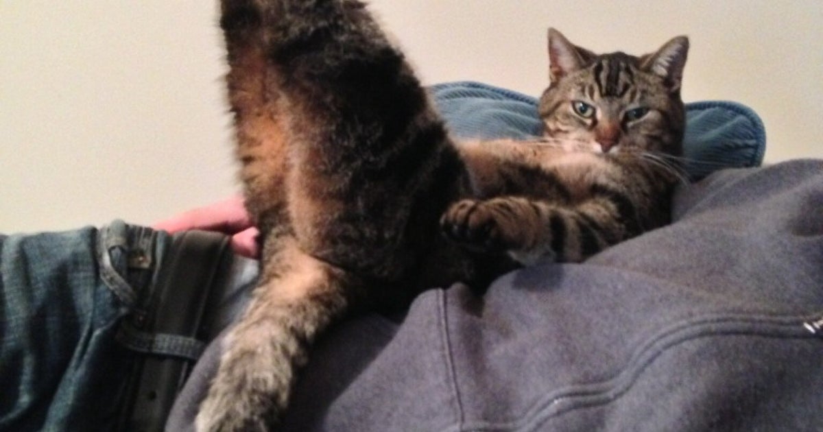 Dave The Cat Is Our New Hero (PICTURE) HuffPost UK Comedy