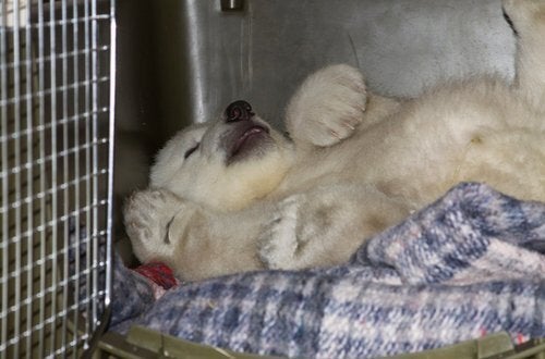 Recovered Polar Bear Cub Delivered to Alaska Zoo