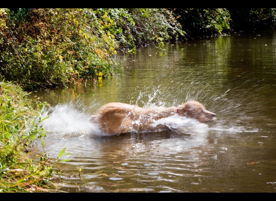 Dogs Over The Bridge