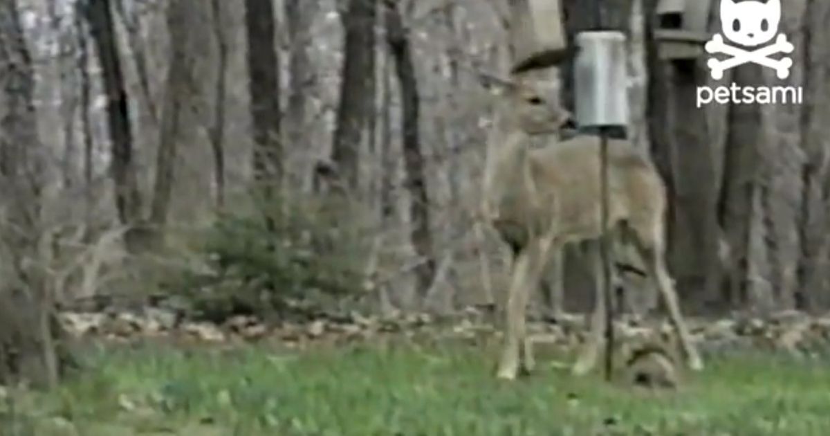 Squirrel Takes Down A Deer (VIDEO) | HuffPost UK Comedy