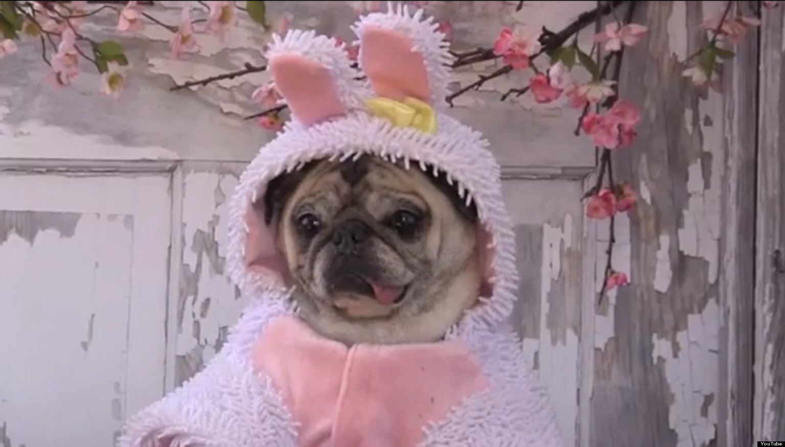 pug easter outfit